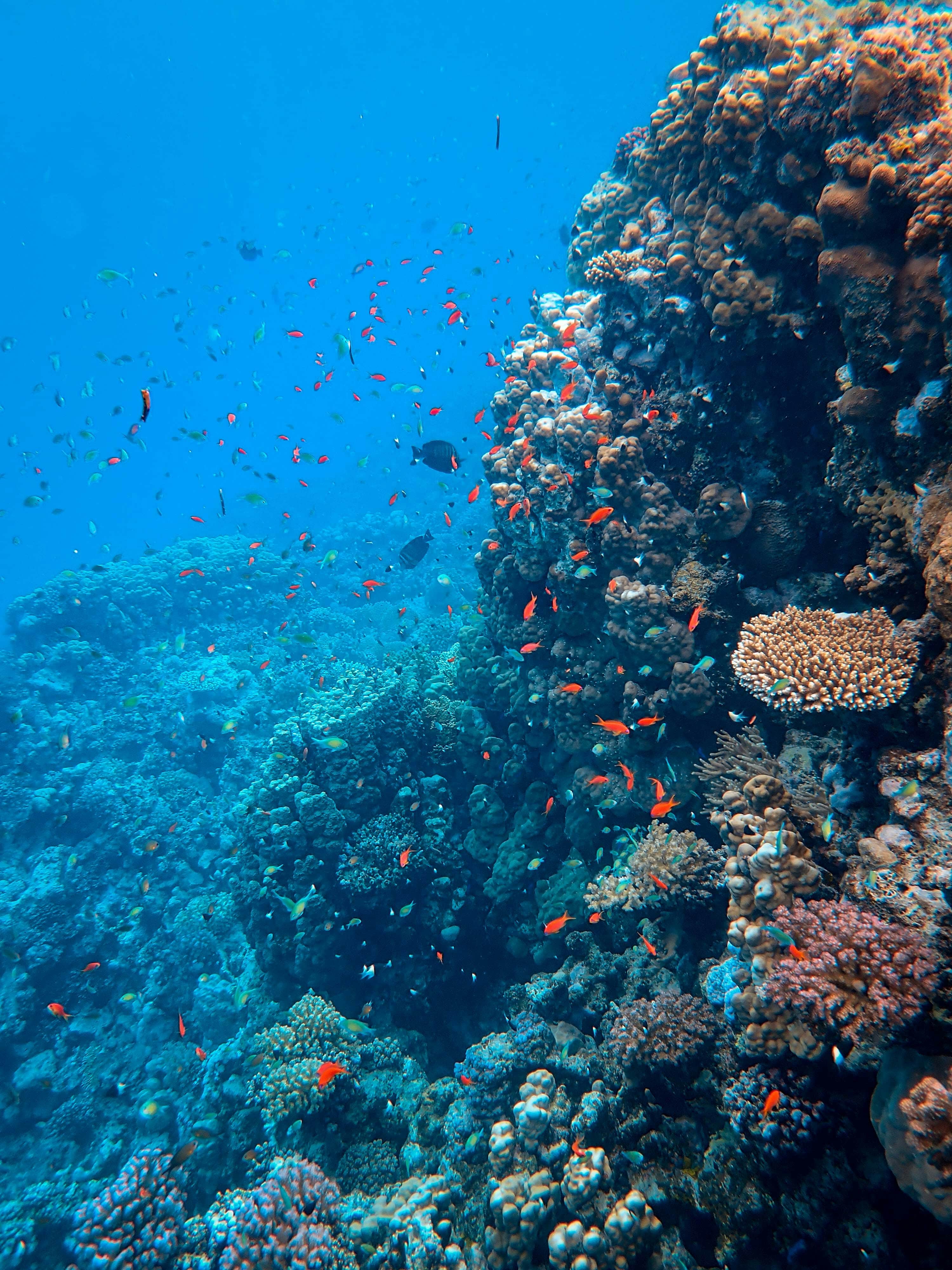 School of colorful tropical fish swimming in formation near coral reef