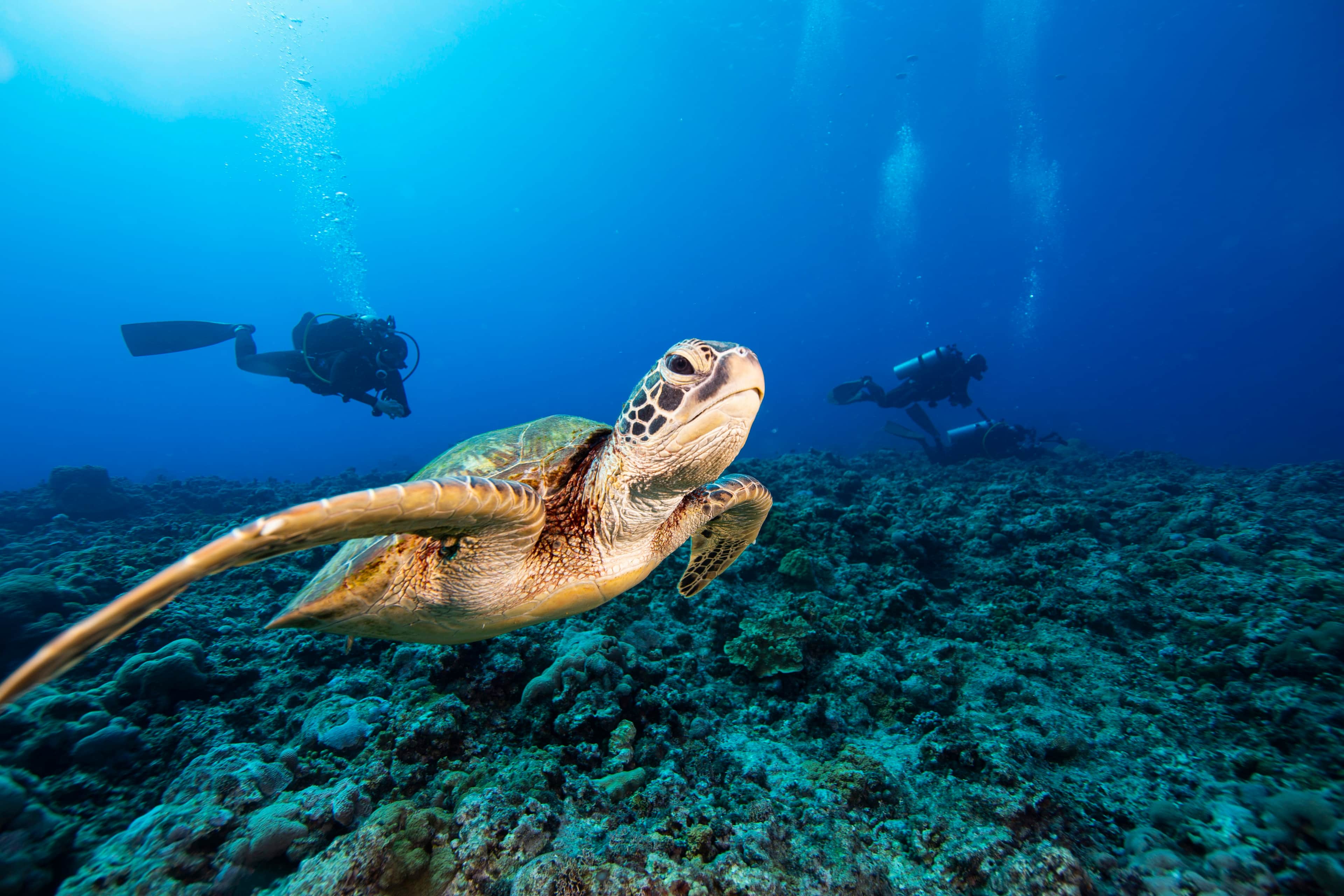 Sea turtle swimming gracefully near coral reef with diver in background