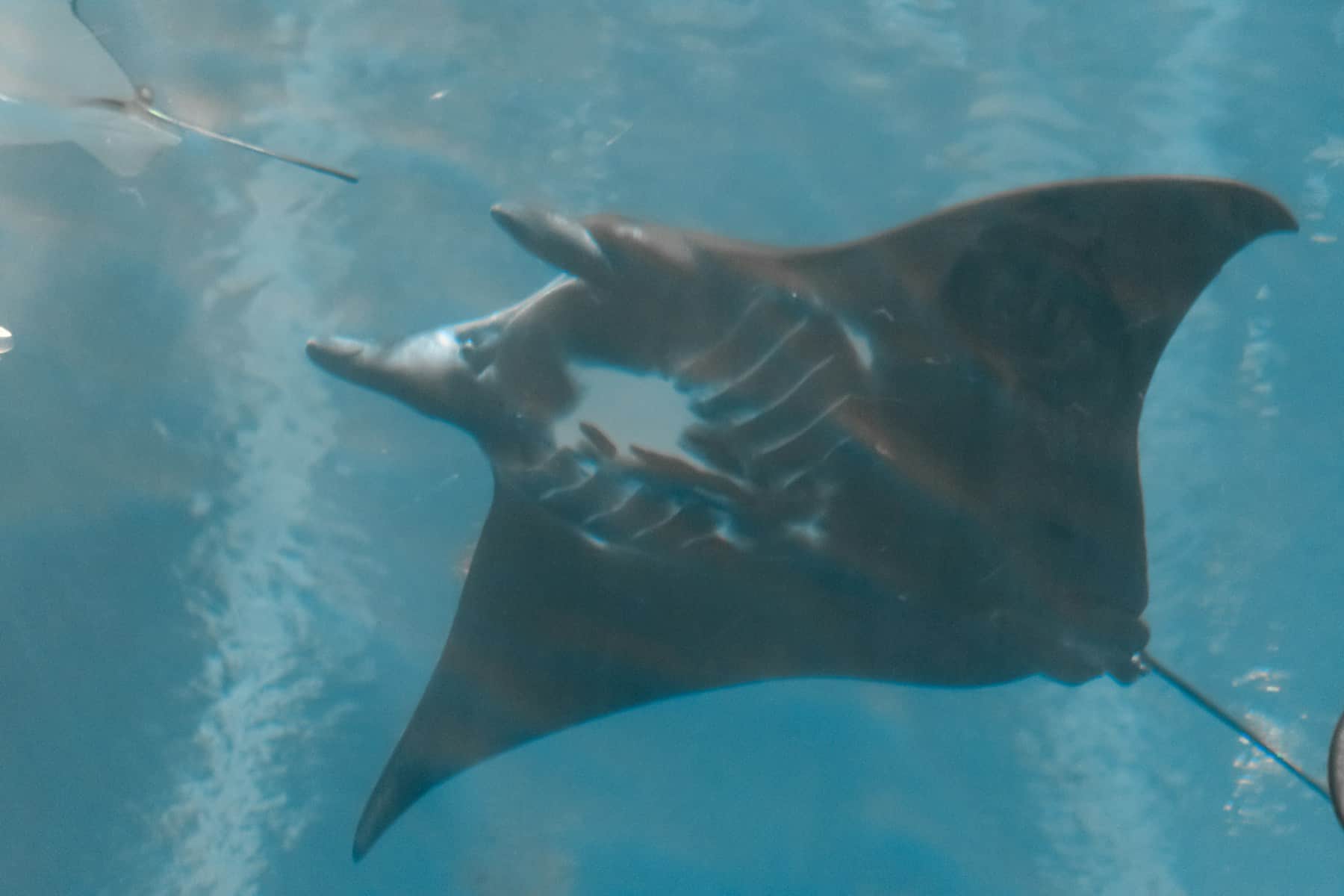 Giant manta ray gliding gracefully through crystal clear blue ocean water