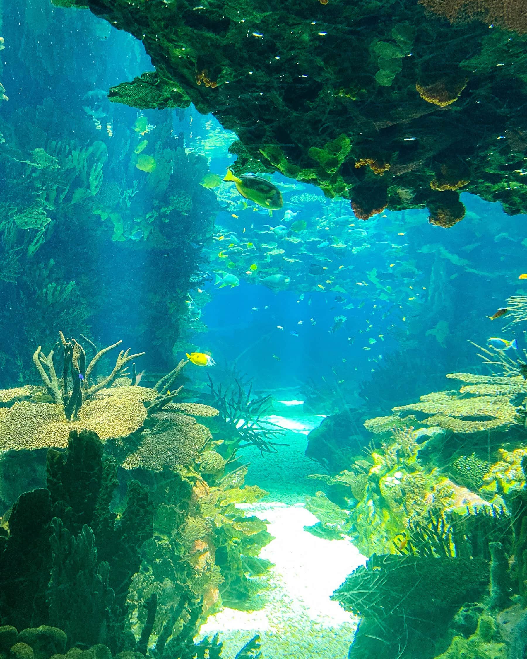 Colorful tropical fish swimming around vibrant coral reef in clear blue water